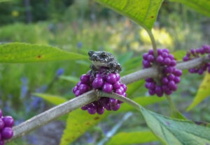 Tree frog sitting on beautyberries