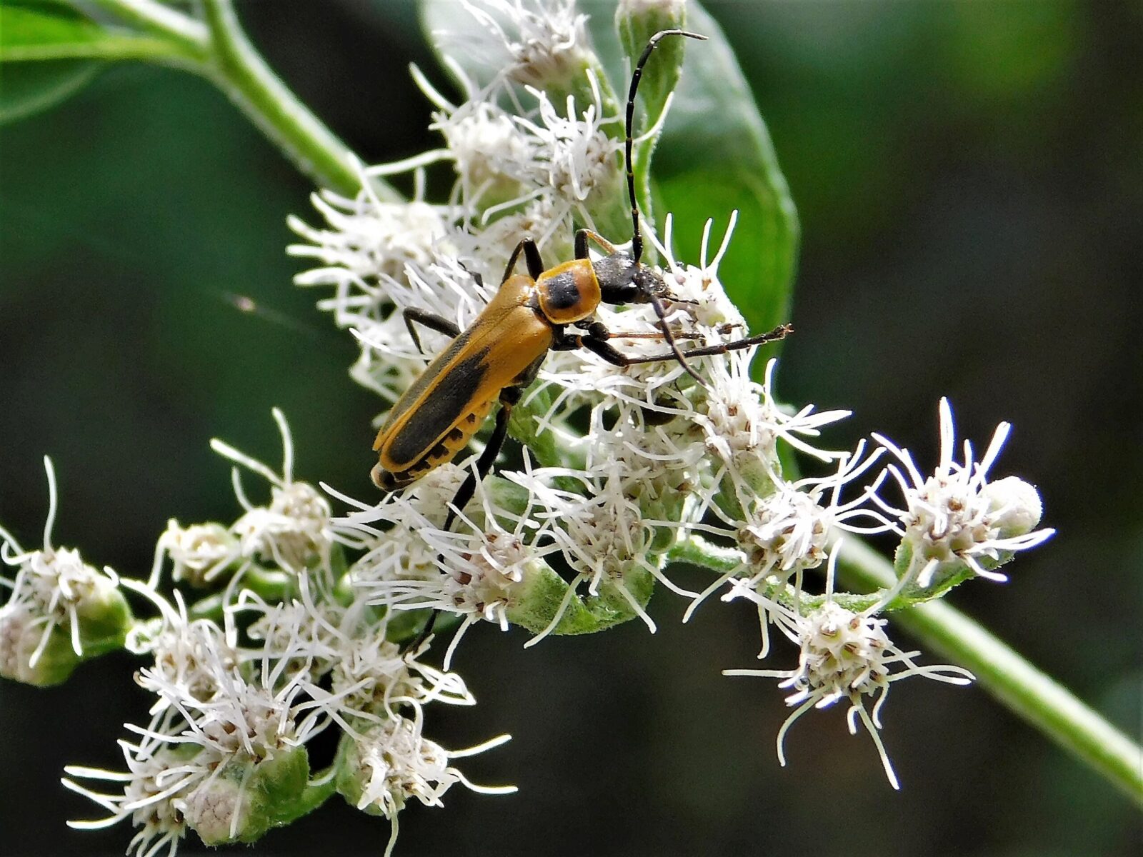 Soldier Beetle Making the Victory Sign - on Boneset - Planters Place