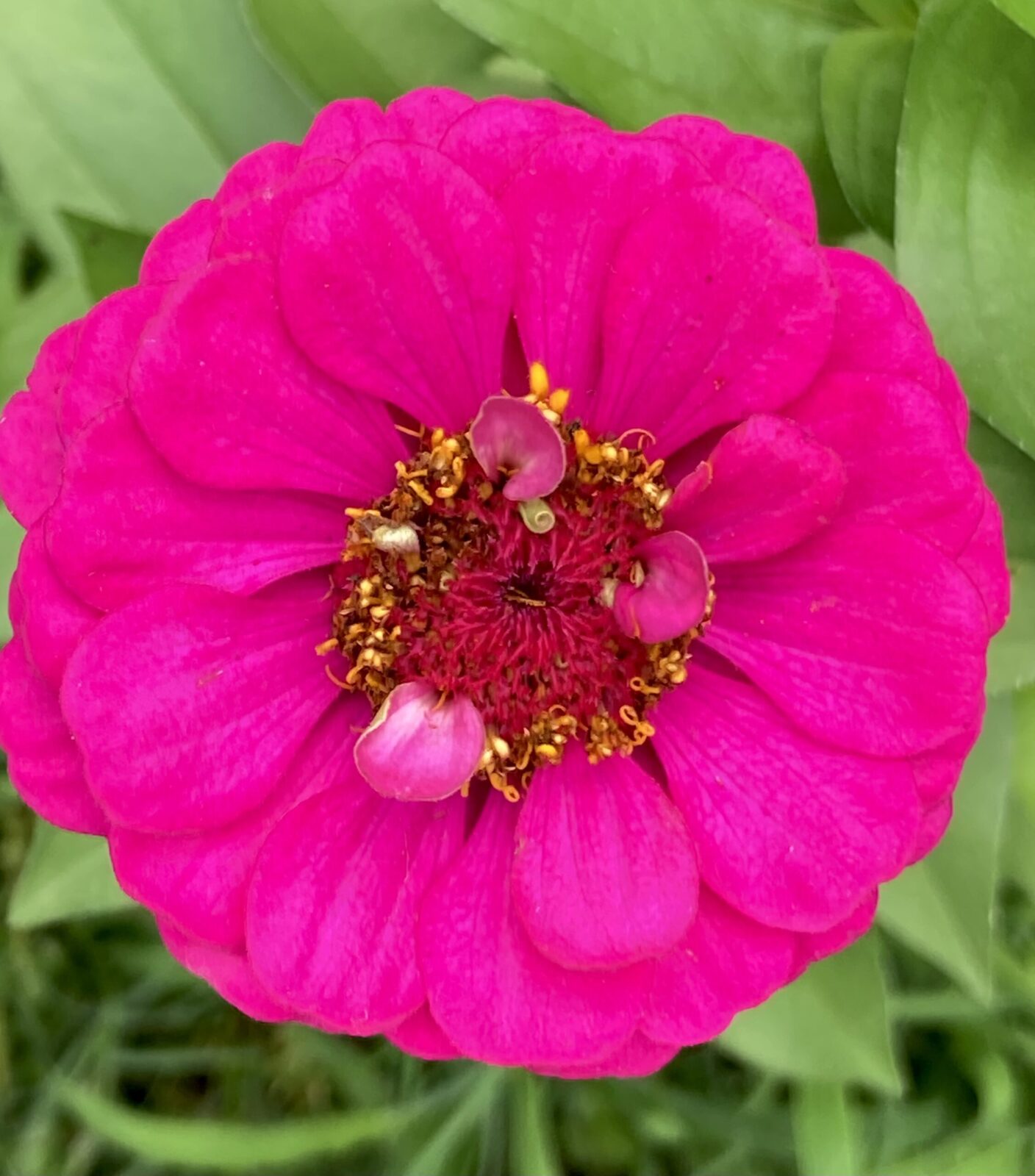 Common Zinnia Planters Place Common zinnia planters place
