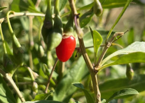 Although they are easy to grow there are a few diseases of goji berries that might cause problems.