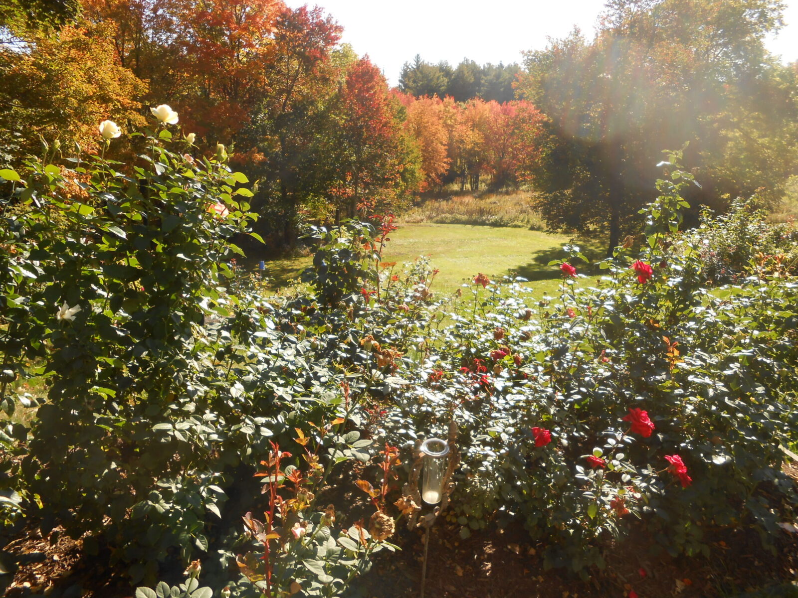 Transitioning Our Roses Through Fall - Planters Place