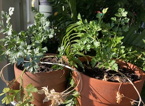 Growing parsley indoors in pots.