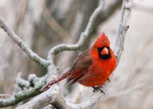 Male Northern Cardinal perched on a snowy branch