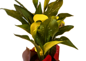 Yellow calla Lillies with dark green leaves