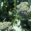 It's important to know the allelopathic qualities of some garden plants, such as broccoli.