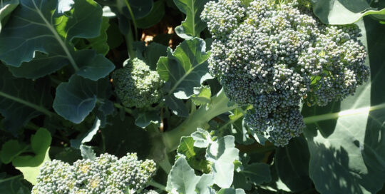 It's important to know the allelopathic qualities of some garden plants, such as broccoli.