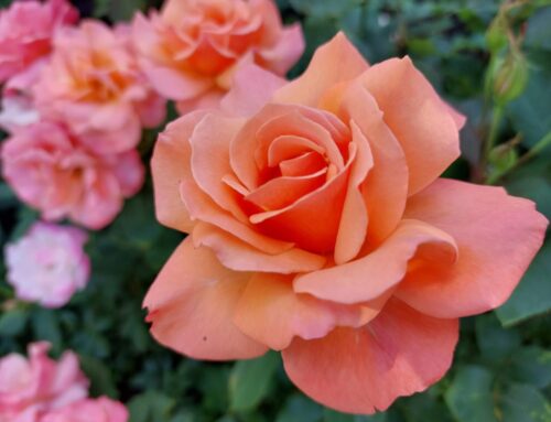 Beautiful Floribunda Roses