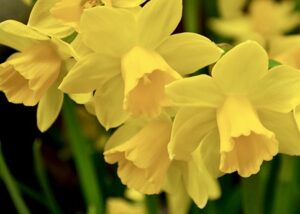 How to Grow Daffodils in Pots