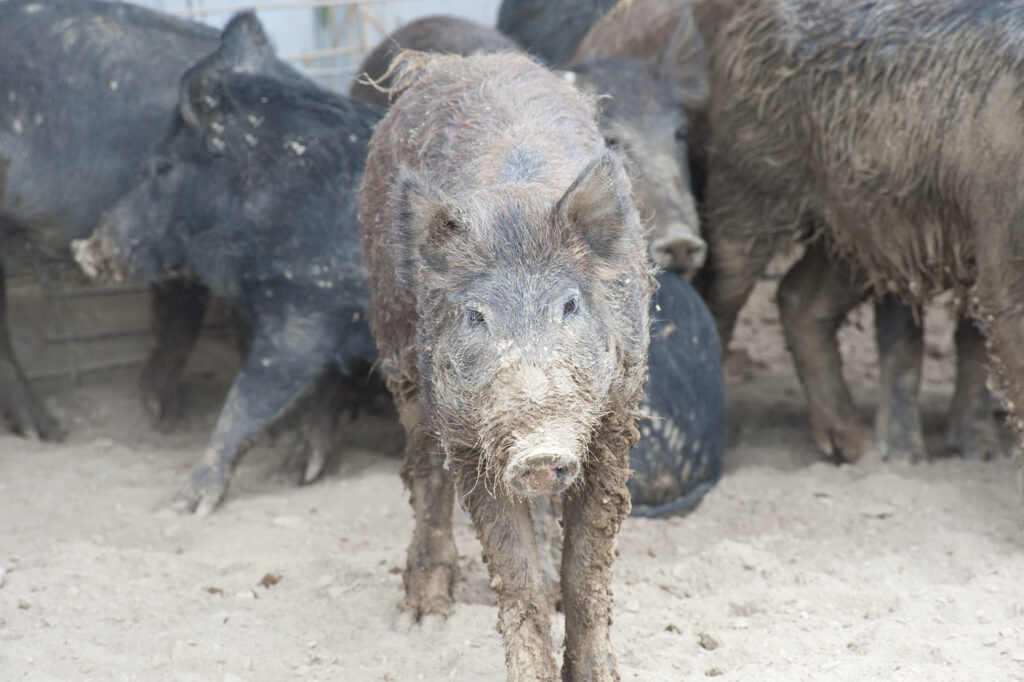 Feral hogs are a threat to gardens, crops and wildlife.