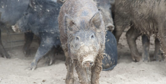 Feral hogs are a threat to gardens, crops and wildlife.