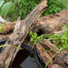 a pond with logs forms a microhabitat for amphibians