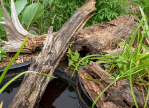 a pond with logs forms a microhabitat for amphibians
