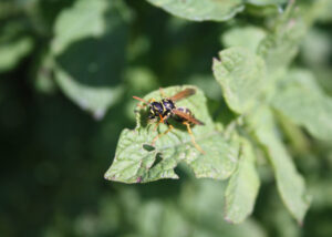 After a warm winter, the wasps will undoubtedly be out in record numbers.