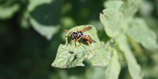 After a warm winter, the wasps will undoubtedly be out in record numbers.