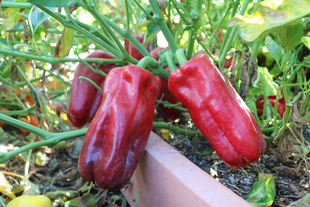 Red Impact Pepper
