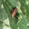 A squash bug feeds on the leaf and can cause extensive damage.