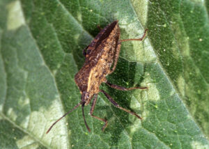 A squash bug feeds on the leaf and can cause extensive damage.