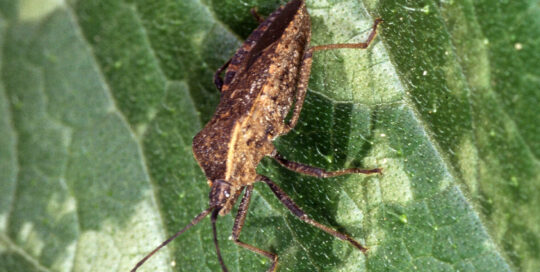 A squash bug feeds on the leaf and can cause extensive damage.