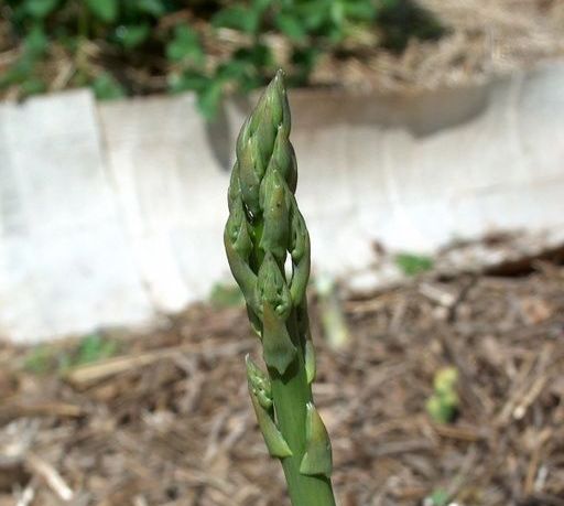 Asparagus spear