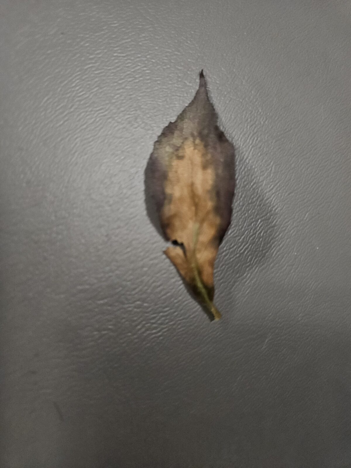 What is killing my wine and roses bushes? Planters Place