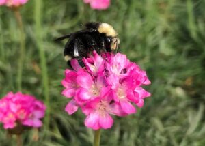 flowering groundcover Armeria maritima 'Rubrifolia'