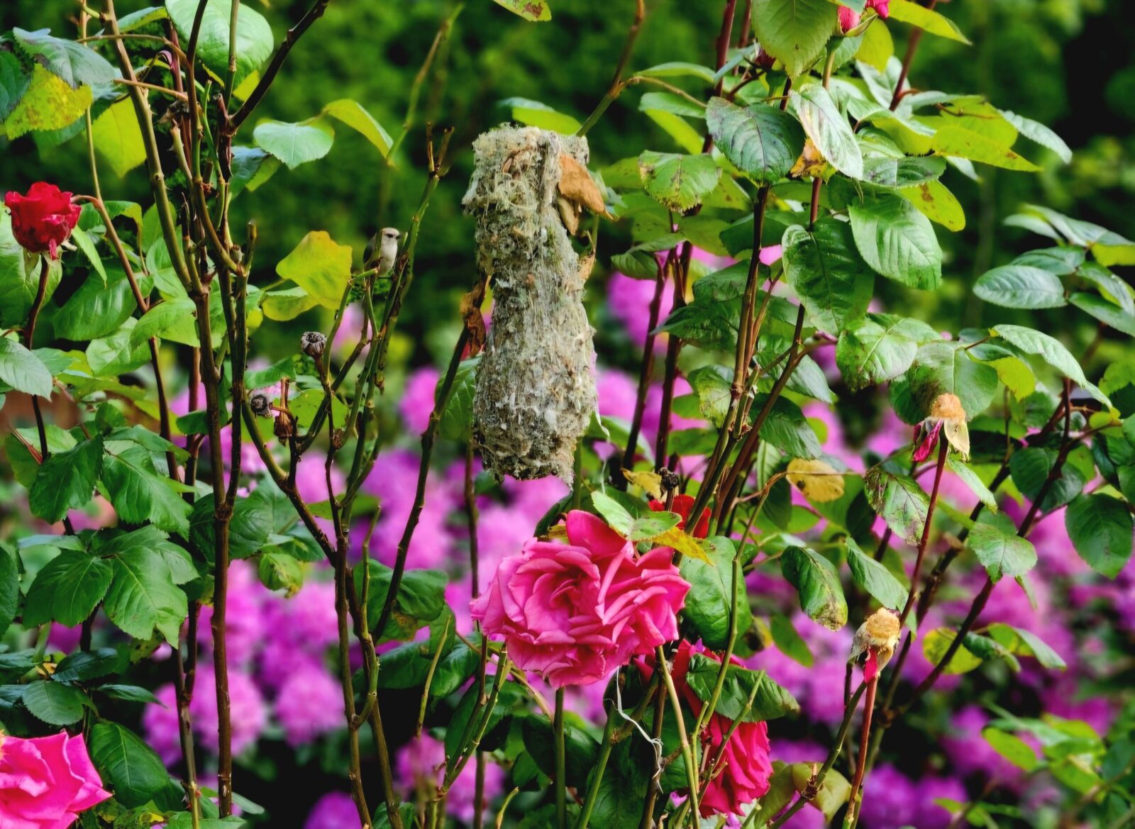 Bushtit Leaves Her Nest to Stop and Smell the Roses - Planters Place