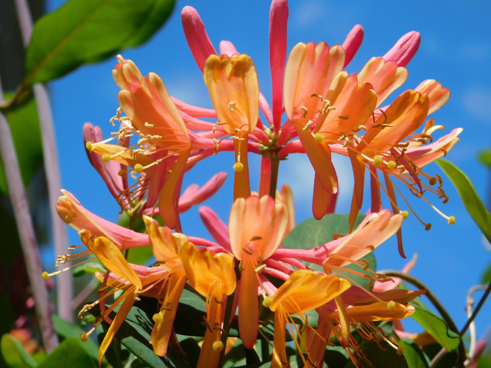 Honeysuckle and Blue Sky - Planters Place