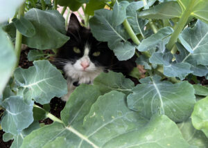 There are multiple ways to discourage cats from being in the garden.