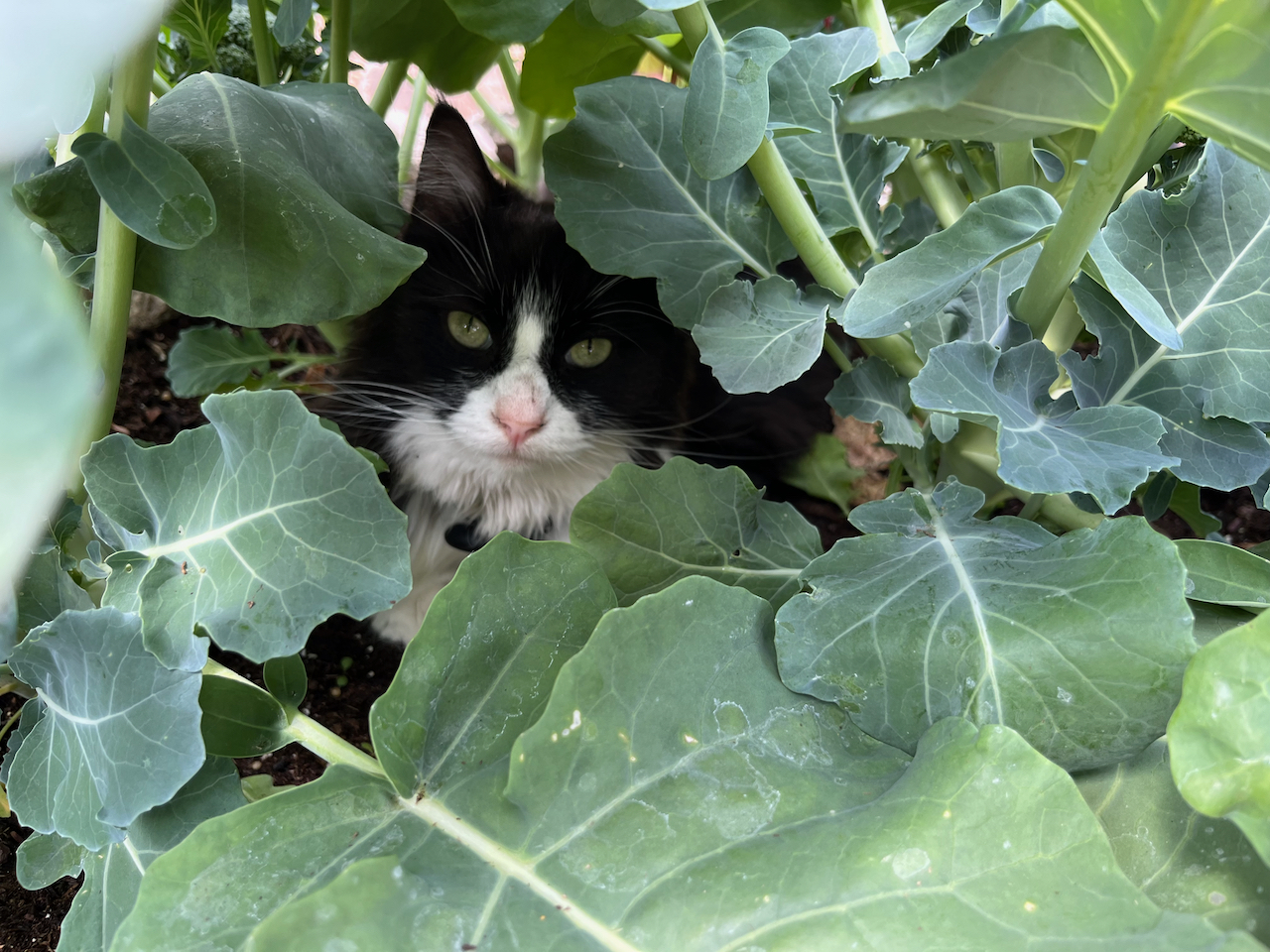 Discouraging Cats From Using the Gardens As a Litterbox Planters Place