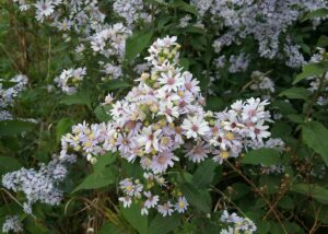 Drummond's aster