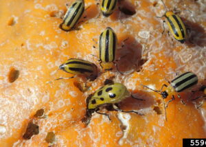 The cucumber beetle is a problem for many people throughout the summer.