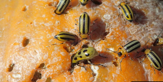 The cucumber beetle is a problem for many people throughout the summer.