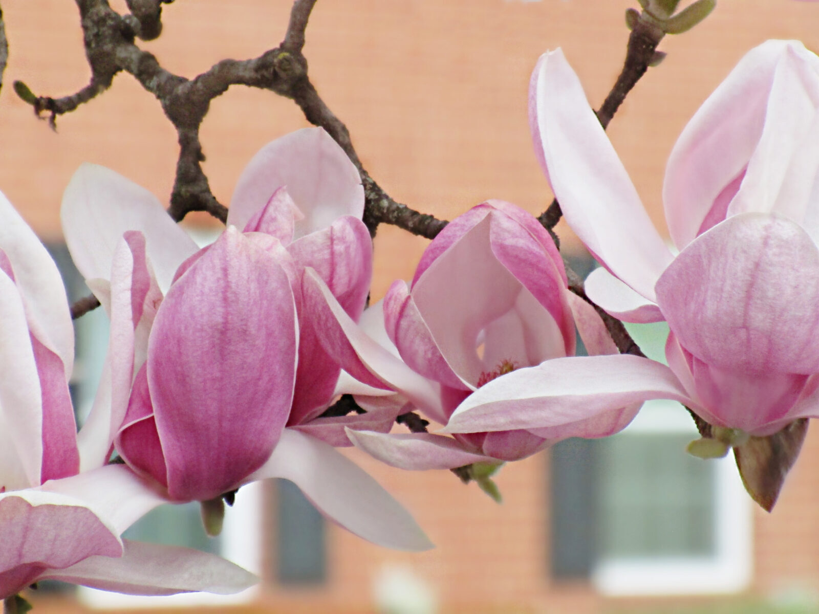 Magnolias Planters Place Magnolias planters place