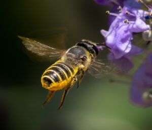 Likely a leafcutter bee