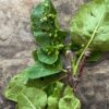 Galls on lilac leaves