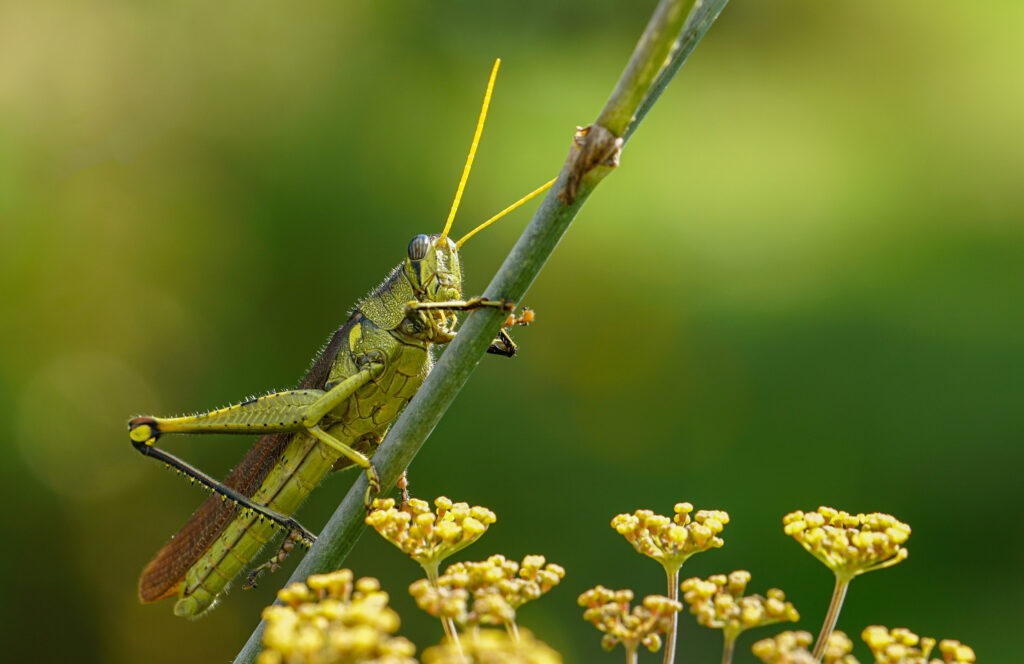 a grasshopper on fennel