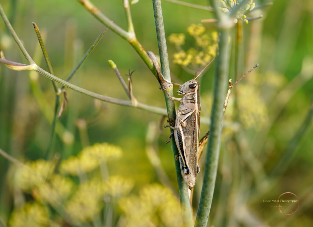 grasshopper