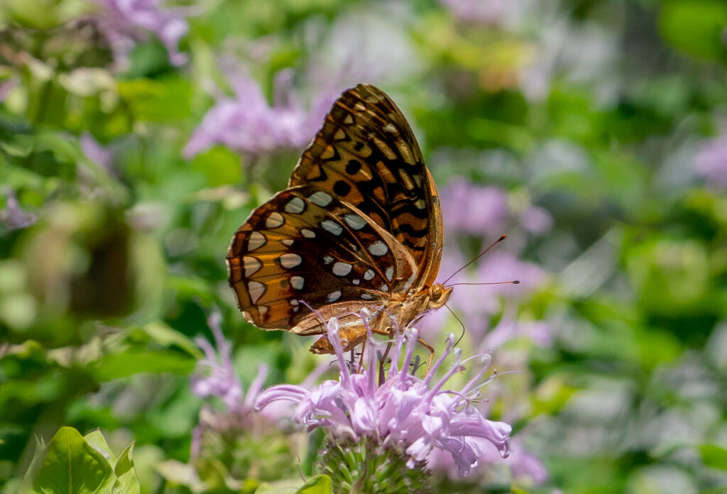 Great Spangled Fritillary