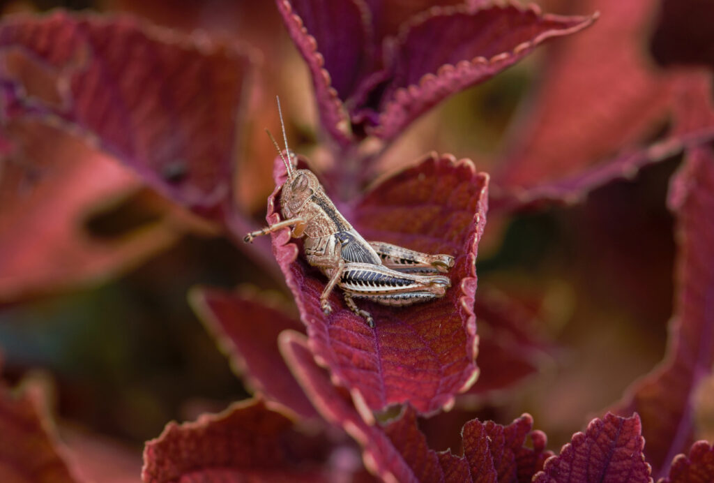 grasshopper nymph on coleus leaf