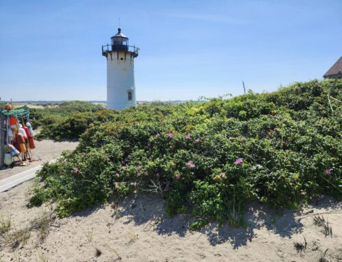 Roses and Friends at Race Point Lighthouse