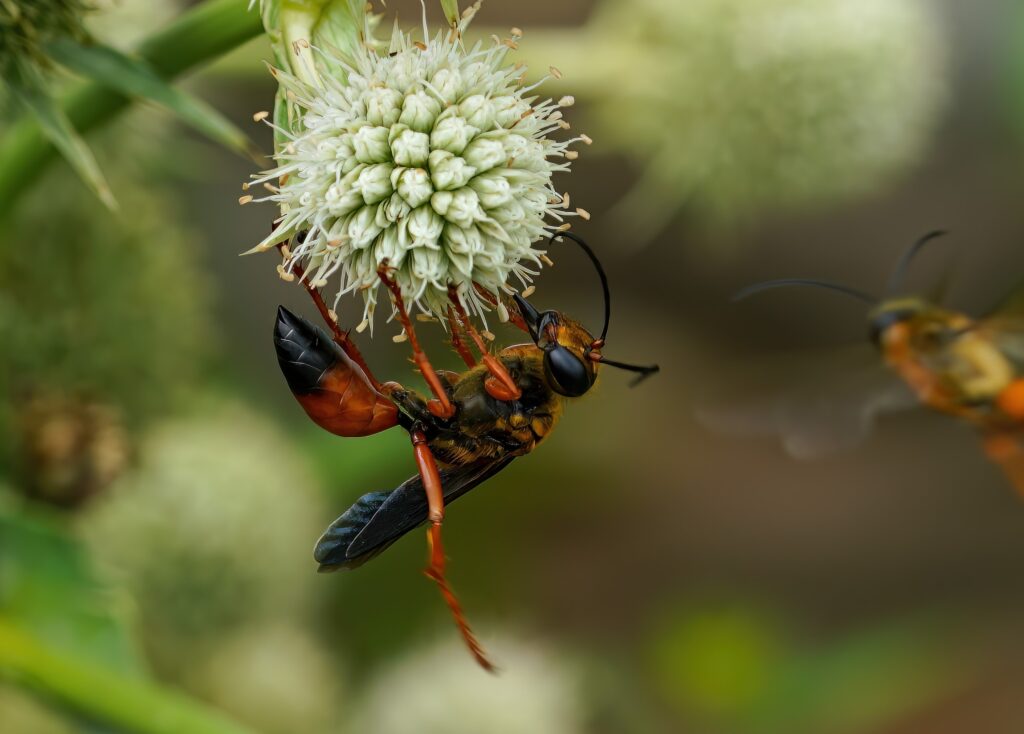 golden digger wasp