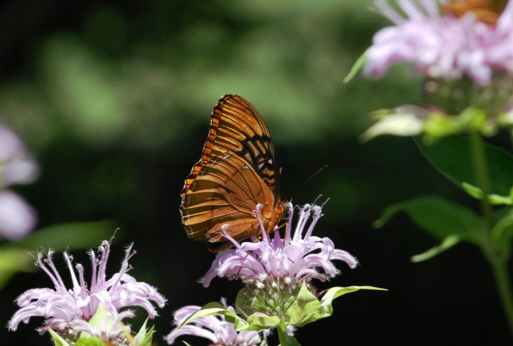 male diana fritillary