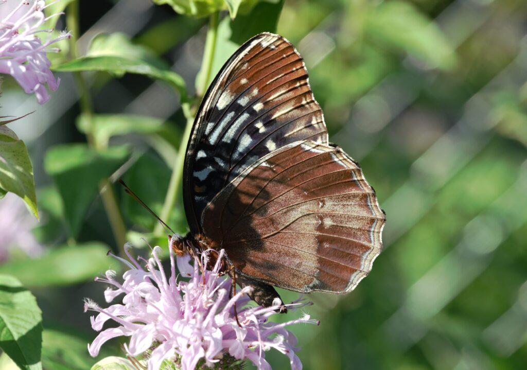 female diana fritillary