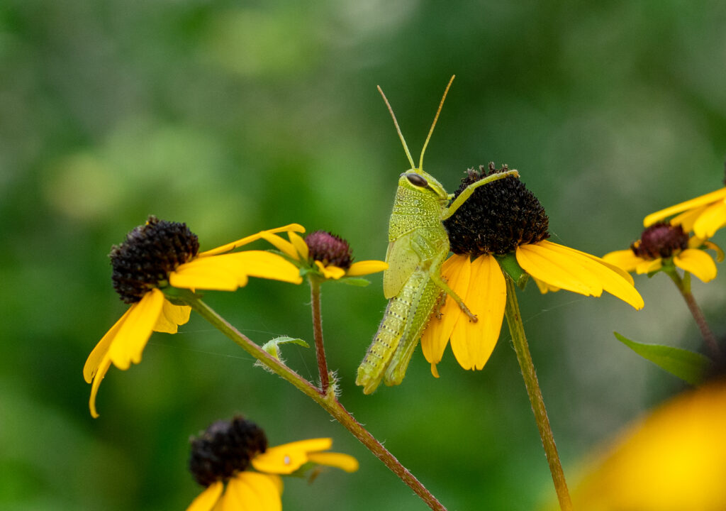 grasshopper on black-eyed susan