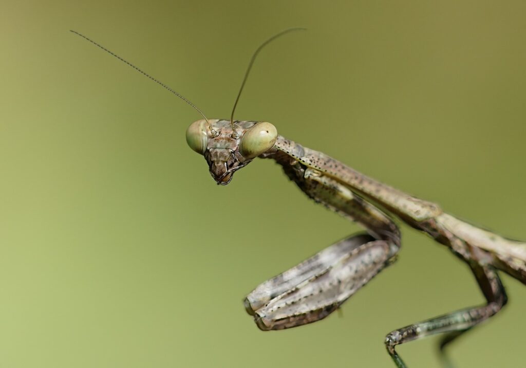 preying mantis