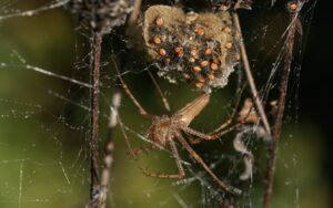 green lynx spider with babies