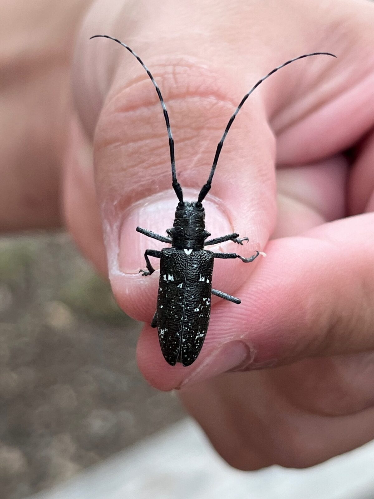 The white spotted pine sawyer is an impressive looking beetle.