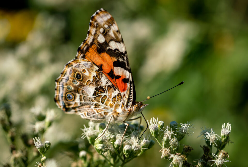 painted lady butterfly on boneset