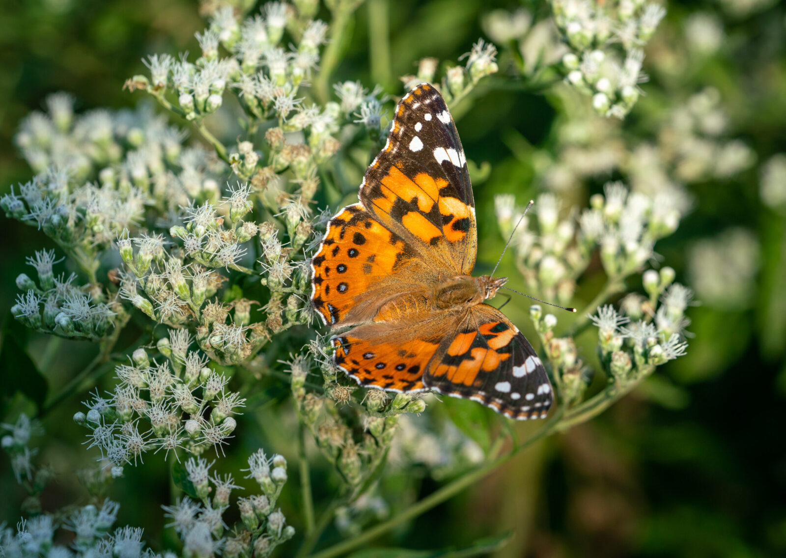 Painted lady butterfly on boneset flowers