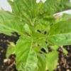 Earwig damage on basil plant.